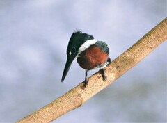 Chloroceryle americana