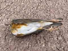 Turdus hortulorum