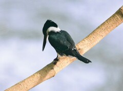 Chloroceryle americana