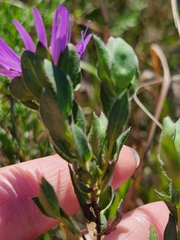 Symphyotrichum pratense