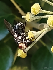 Juriniopsis adusta