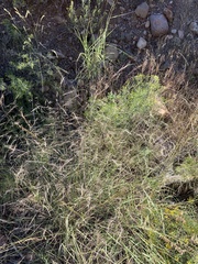 Aristida ternipes gentilis