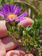 Symphyotrichum pratense