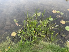 Sagittaria rigida