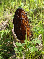 Morchella australiana