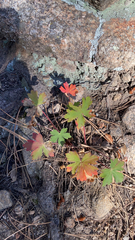 Geranium caespitosum