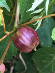 Ampelomyia vitispomum