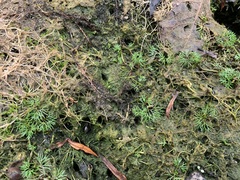 Ranunculus flabellaris