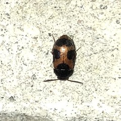 Mycetophagus punctatus