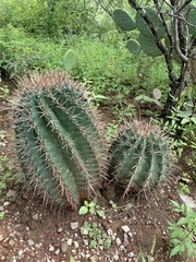 Ferocactus