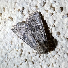 Protorthodes