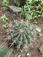 Ferocactus