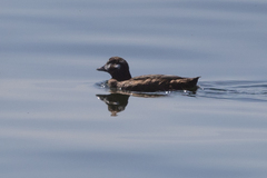 Histrionicus histrionicus