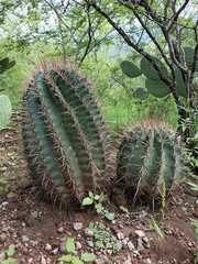 Ferocactus