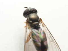 Melanostoma mellinum