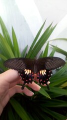 Papilio polytes