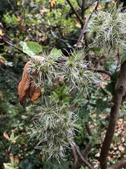 Clematis vitalba