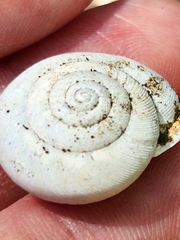Patera roemeri