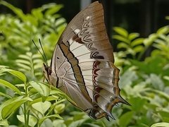 Polyura schreiber