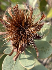 Protea punctata
