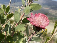 Protea punctata