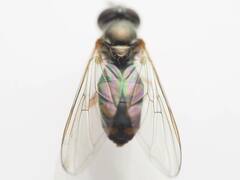 Melanostoma mellinum