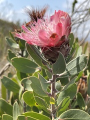 Protea punctata