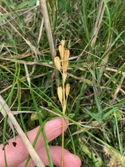Liparis loeselii