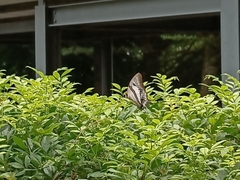 Polyura schreiber