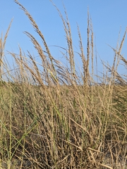 Panicum amarum