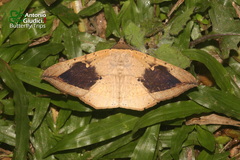 Hulodes drylla