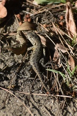 Sceloporus occidentalis longipes