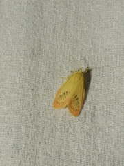 Miltochrista miniata