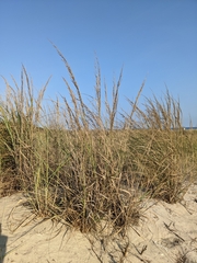 Panicum amarum