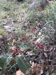 Daviesia brevifolia