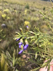 Psoralea filifolia