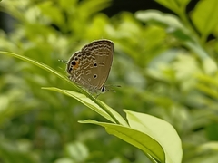 Luthrodes pandava