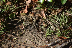 Sceloporus occidentalis longipes