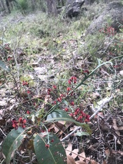 Daviesia brevifolia