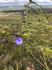 Psoralea filifolia