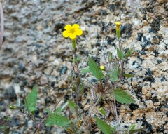 Erythranthe geniculata