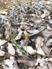 Caladenia macrostylis