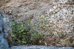 Erythranthe geniculata