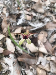 Caladenia macrostylis