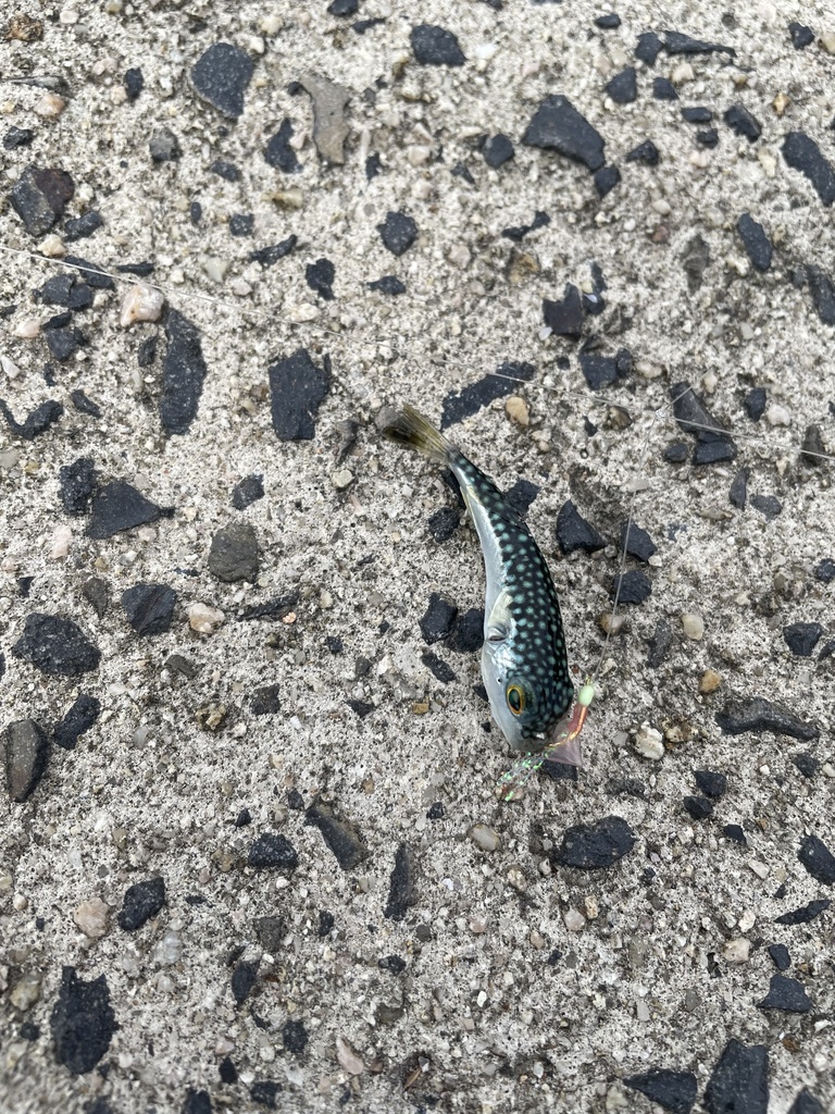 Spottyback Puffer