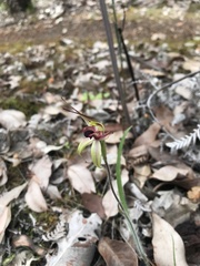 Caladenia macrostylis