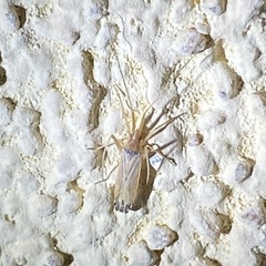 Phytocoris squamosus