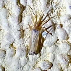 Phytocoris squamosus