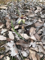 Caladenia macrostylis