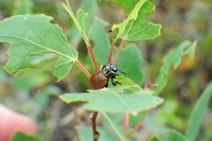 Chrysomela crotchi